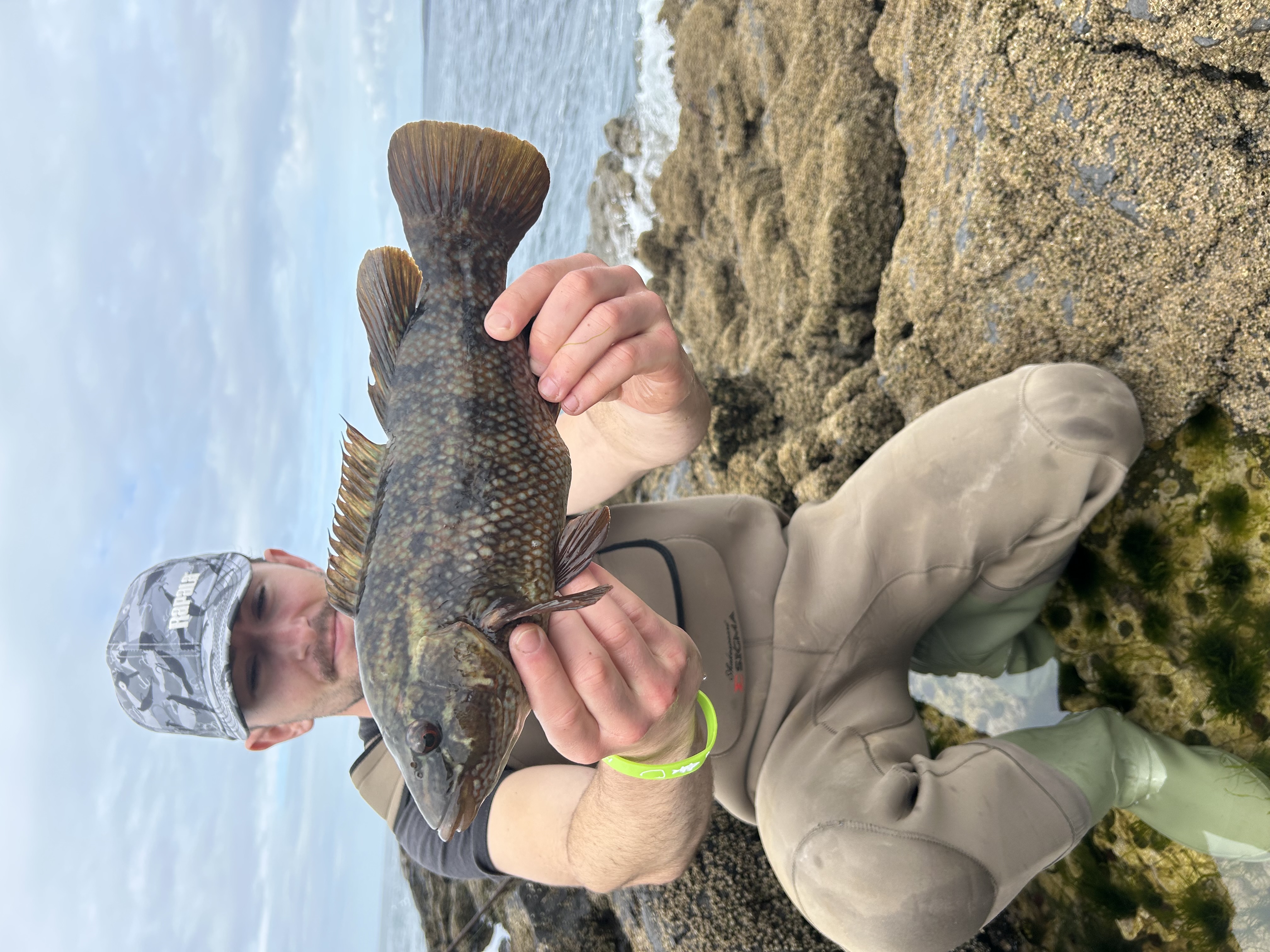 Wrasse — Rock marks