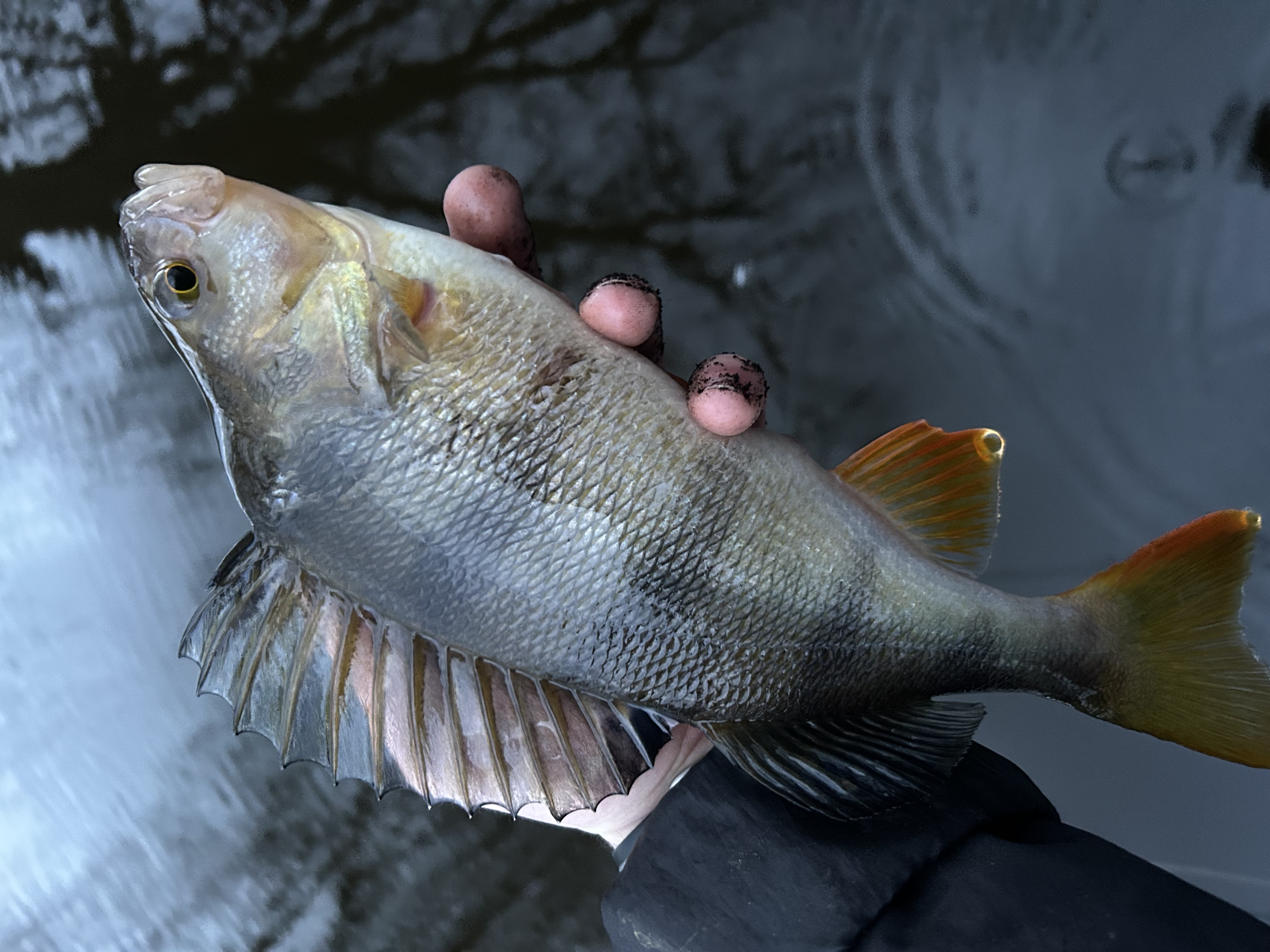 Perch — Close up