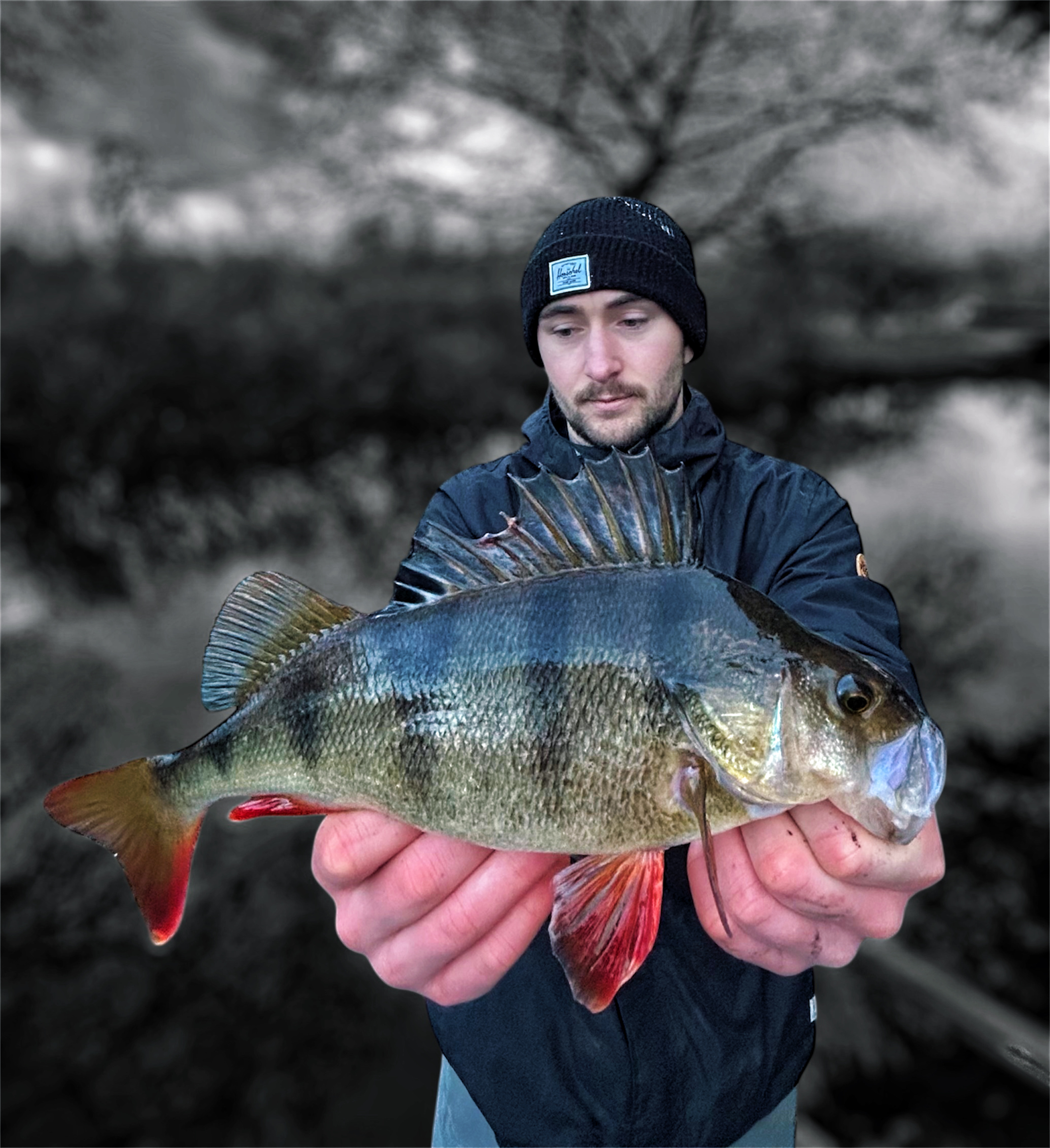 Perch — Winter session