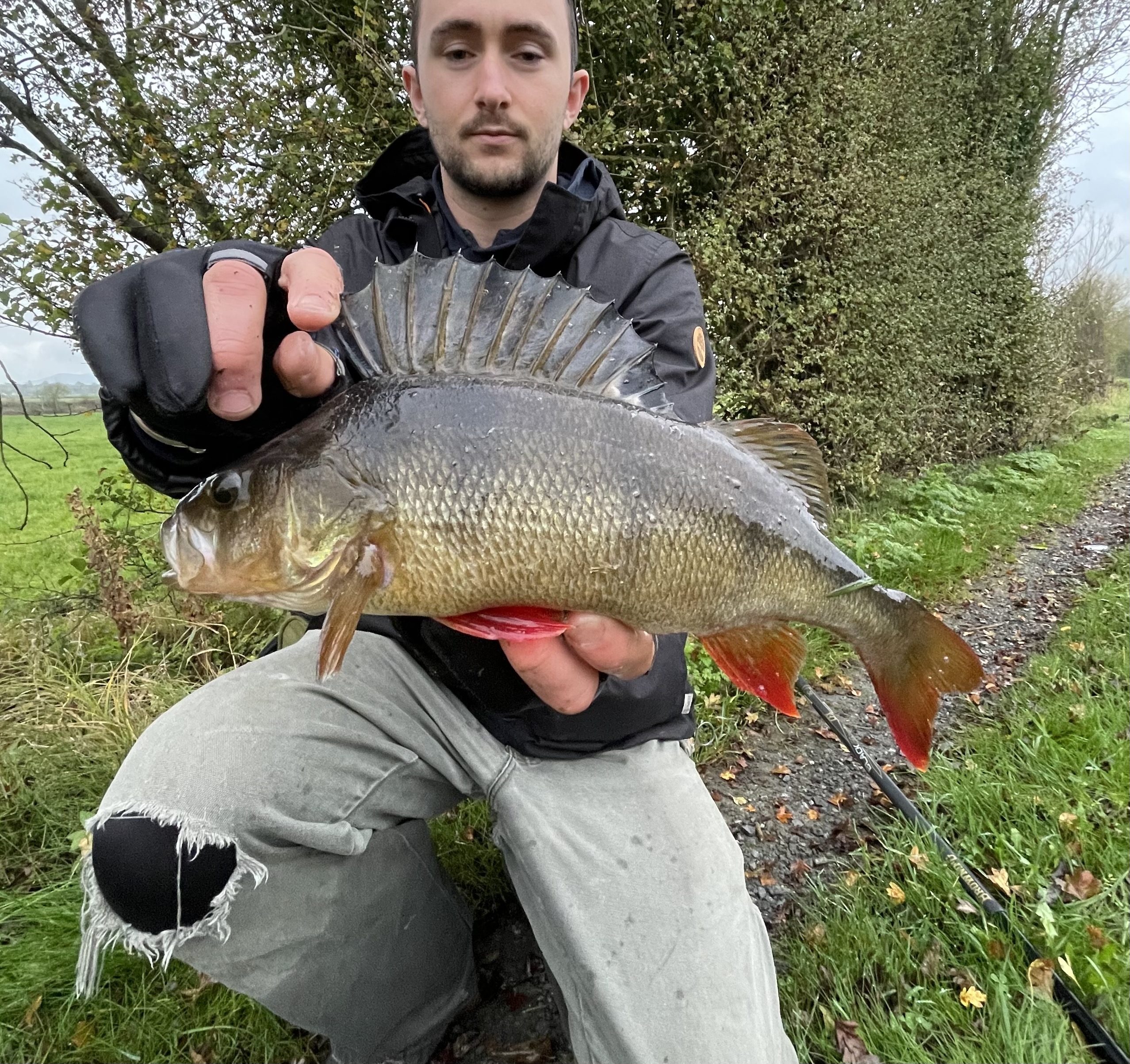 Perch — Winter fields